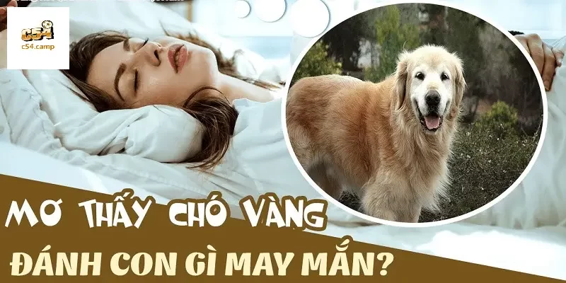 Đánh con lô gì khi nằm mơ thấy chó vàng?