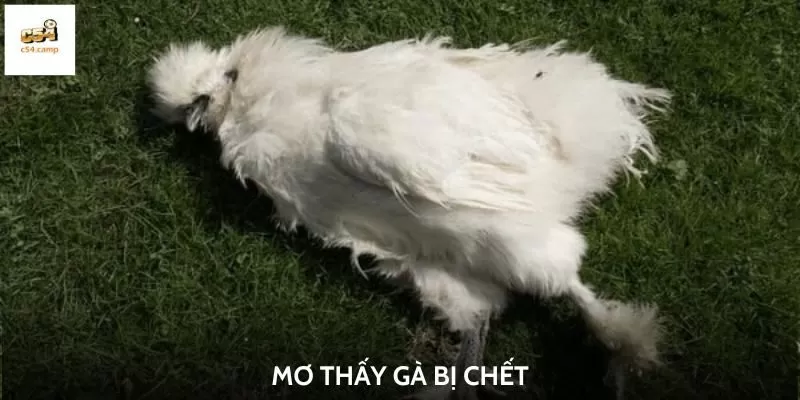 Mơ thấy con gà chết