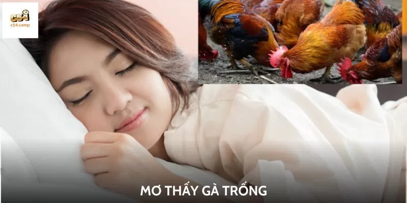 Mơ thấy con gà trống