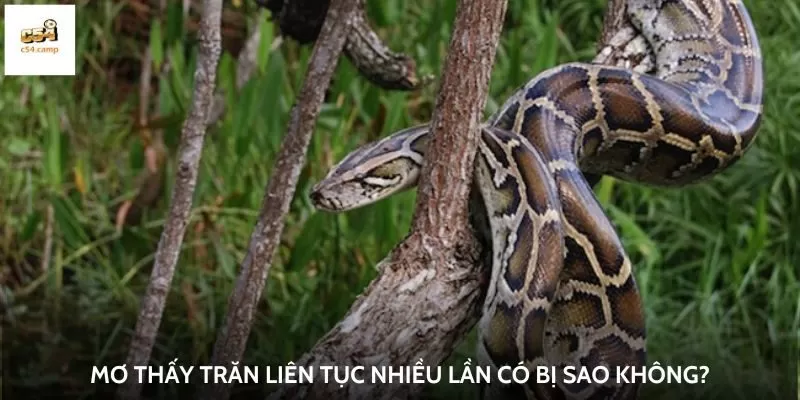 Mơ thấy trăn liên tục nhiều lần có bị sao không?