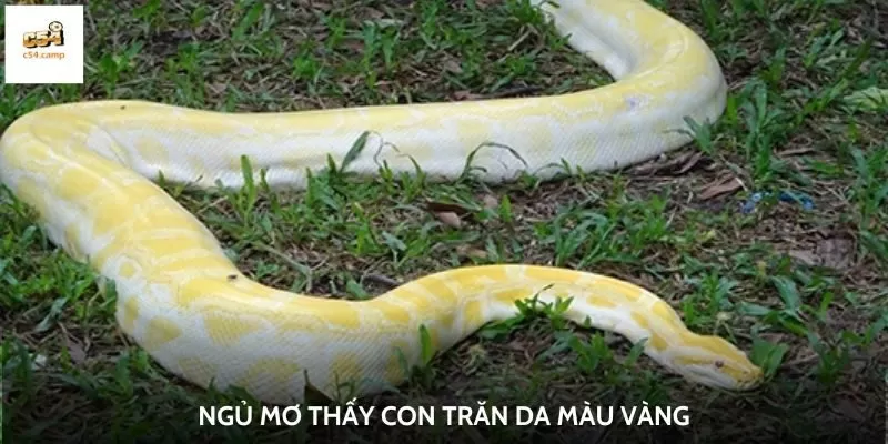 Ngủ mơ thấy con trăn da màu vàng